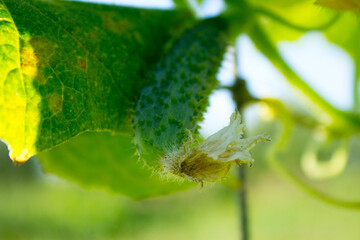 A green cucumber grows on a trellis.