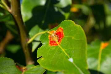 Red spots on pear leaves.