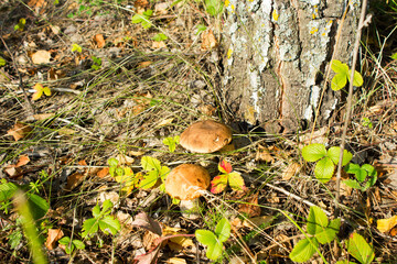 Mushrooms grow in the forest under a tree.