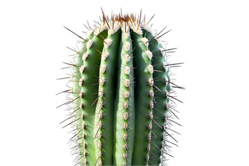 Naklejka premium A close-up of a green cactus with sharp spines against a white transparent background.
