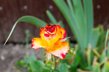 A beautiful yellow-red rose bud.