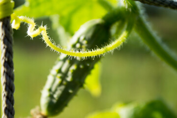 Усики огурца которыми он цепляется за сетку.