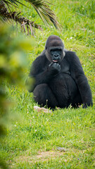 Plains gorilla enjoying its natural habitat