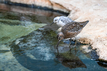 Two wading birds at the edge of a pond, one speckled brown and the other pale grey, drinking water from the calm surface. The setting is natural, with rocky surroundings and shallow water.