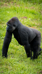 Plains gorilla enjoying its natural habitat