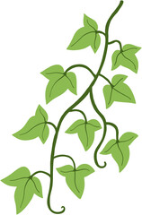 ivy plant drawing illustration.
