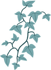 ivy plant drawing illustration.
