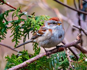 American Tree Sparrow Photo and Image.  Close-up side view perched with coniferous tree forest background in its environment. Sparrow Picture.