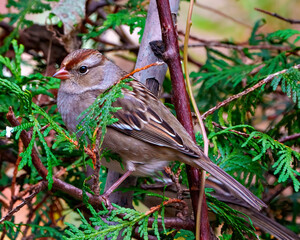 American Tree Sparrow Photo and Image. Close-up side view perched with green forest background in its environment.
