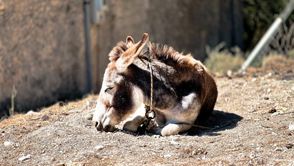 Adorable Sleeping Donkey: Cute Animal Resting Peacefully

