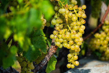 Belles grappes de raisin dans le soleil dans un vignoble du lavaux en Suisse