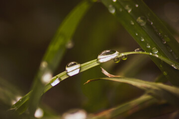 water drops on a blade of grass