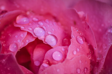 water drops on pink rose petals