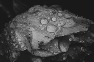 raindrops on a black and white flower