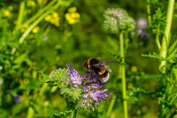 Phacelia. The purple flower of the Aquarius family. Nature.