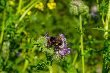 Phacelia. The purple flower of the Aquarius family. Nature.