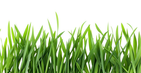 Fototapeta premium PNG Grass plant green lawn.