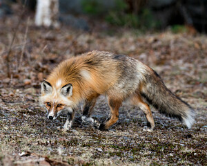 Red Fox Photo Stock. Unique fox close-up profile side view  in the spring season in its environment and habitat with blur background displaying white mark paws, unique face, fur, bushy tail.  