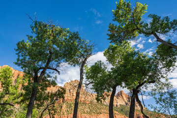 Shady cottonwood trees in the late spring.