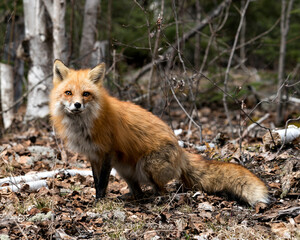 Red Fox Photo Stock. Fox Image. Picture. Portrait. Close up and looking at camera with a birch forest background in its environment and habitat surrounding.