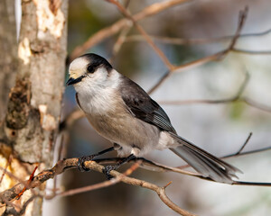 Grey Jay Photo and Image. Perched on a tree branch displaying grey color, tail, wings, feet, eye with a forest background in habitat surrounding. Jay Photo.