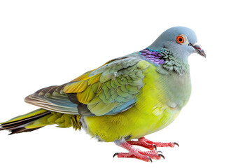 Obraz premium African Green Pigeon Isolated on Transparent Background PNG