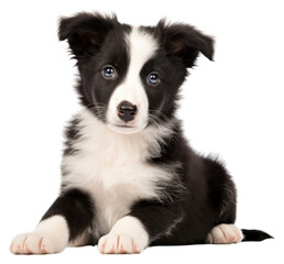 Obraz premium PNG Border Collie puppy sitting mammal animal.