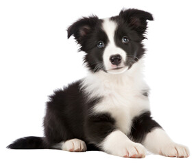 Obraz premium PNG Border Collie pup mammal animal collie.