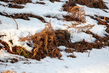 Dry grass in the snow in the winter forest, close up of photo. Snowy forest in early spring with first snow and trees around.
