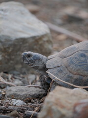 turtle on a rock