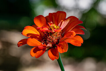 bee on orange flower