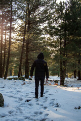 Man walking in the winter forest on a sunny day. Back view. Man walking in the woods in the winter in the rays of the setting sun.