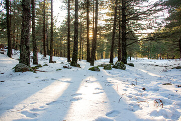 Winter landscape in the forest at sunset. The first snow in the forest. Footprints in the snow in a pine forest. Snowy winter forest with snow covered trees and rays of sun