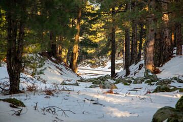 Winter landscape in the forest at sunset. The first snow in the forest. Footprints in the snow in a pine forest. Snowy winter forest with snow covered trees and rays of sun