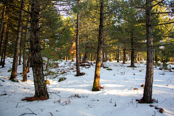 Winter landscape in the forest at sunset. The first snow in the forest. Footprints in the snow in a pine forest. Snowy winter forest with snow covered trees and rays of sun