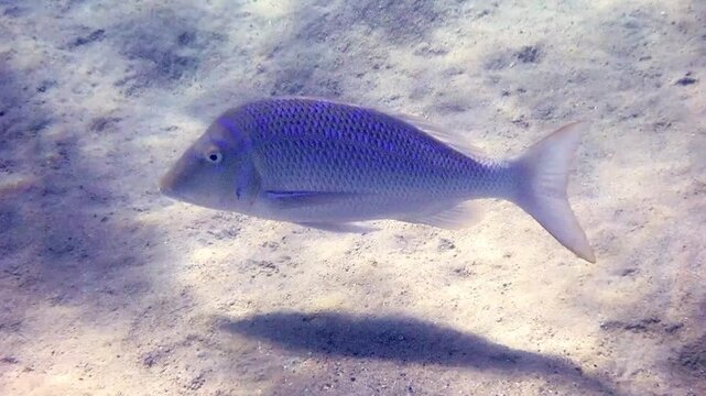 Important commercial fish of the Red Sea and Pacific Ocean - Spangled Emperor, scientific name is Lethrinus nebulosus, it belongs to the family Lethrinidae