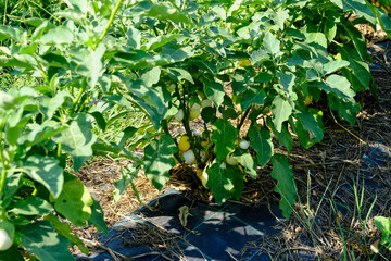 White eggplants growing on the plant in farm
