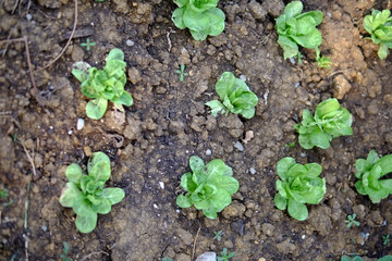 Young green lettuce growing in vegetable garden