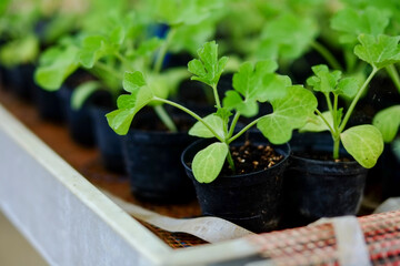 Young watermelon plants growing in seed trays inside greenhouse
