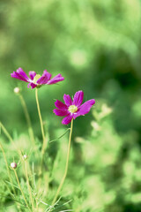 Fototapeta premium Two cosmos flowers blooming in the garden