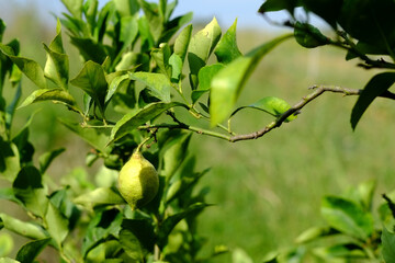 Unripe green lemon growing on branch surrounded by leaves