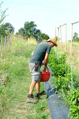 Farmer picking bell peppers in a field on a sunny day