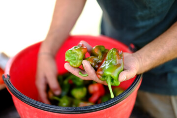 Farmer holding freshly harvested green peppers in his hand