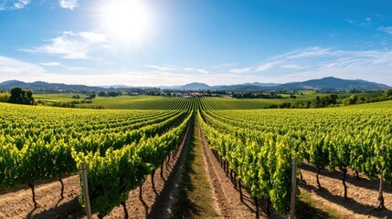 Fototapeta premium Vineyard landscape panorama with rows of grapevines and a distant winery