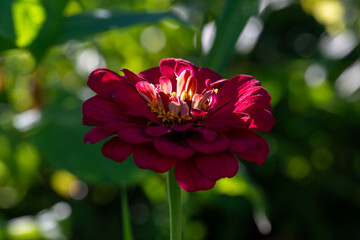 red and white flower