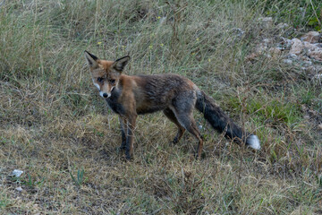 fox in the wild