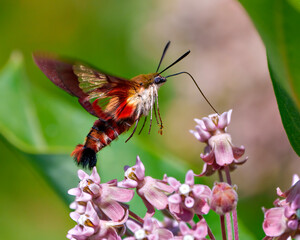Hummingbird Clearwing Moth Photo and Image.  Close-up side view fluttering over a milkweed plant and drinking nectar with a green background in its habitat.