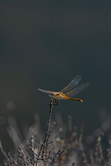 dragonfly on a branch