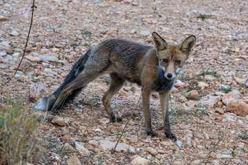 red fox cub