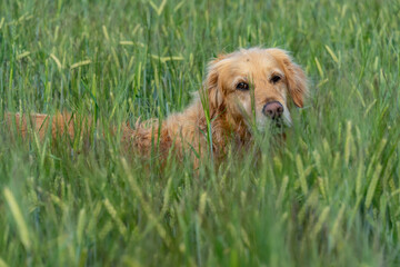 golden retriever dog